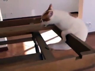 Несдающийся котяра