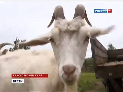 Смотреть всем! Веселый фермер! Угар