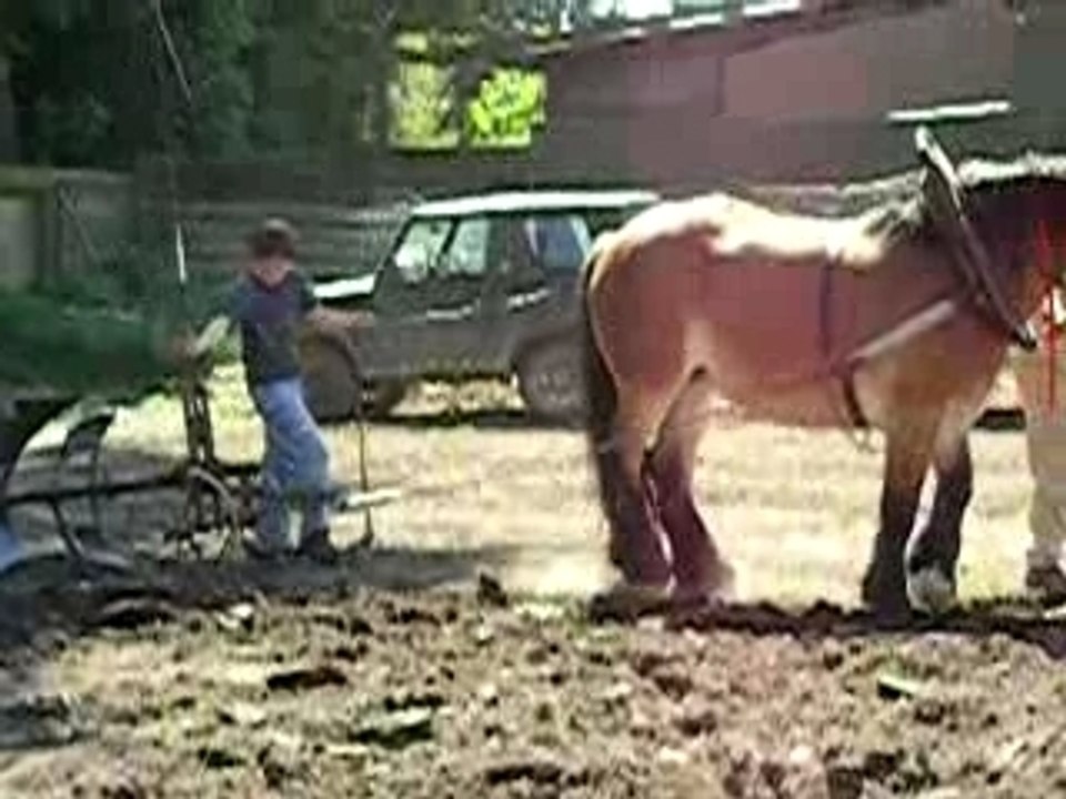 LABOUR CHEVAL