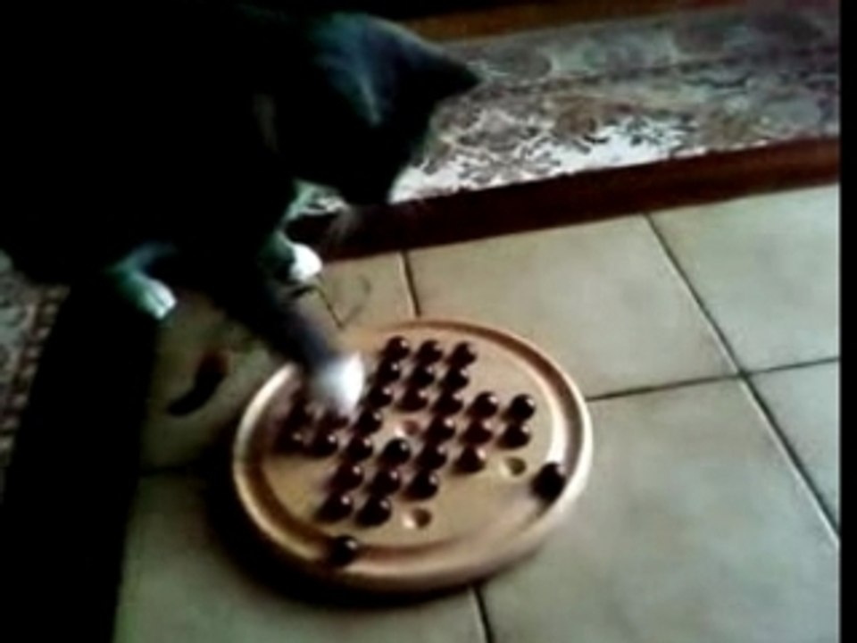 chat joue au solitaire