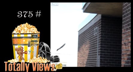 Squirrel Makes Suicidal Jump