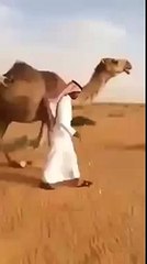 ---مسوي نفسه راعي ابل تم الرفس بنجاح - YouTube