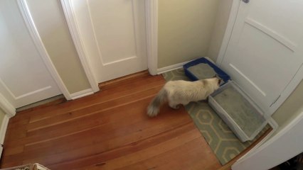 Cat figures out clever way to look outside