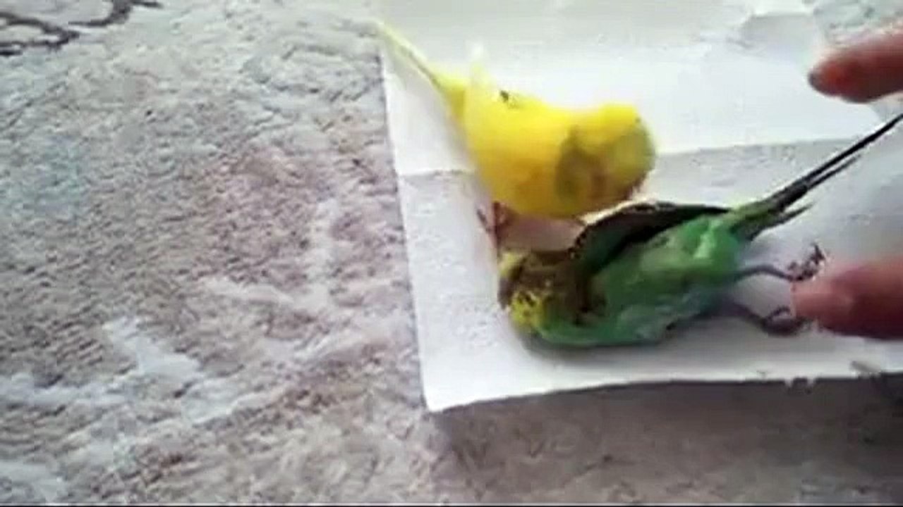 Reposting birds