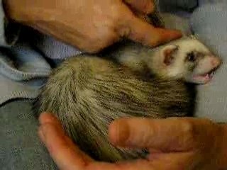 furet calin