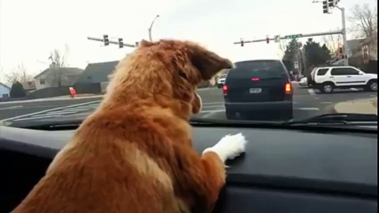 Stupid Dog