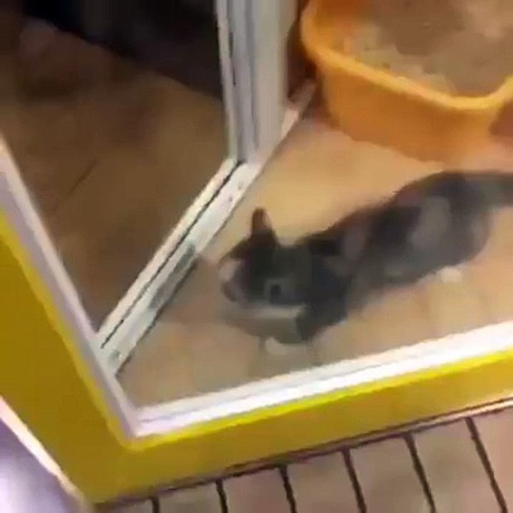 Too Cute Cat
