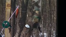 Squirrel Spins Off Of Bird Feeder Video Dailymotion