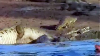 Hippo Vs Crocodile at the water hole Killing Frenzy.. - YouTube - Copy