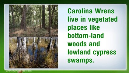 Important Information on Carolina Wren
