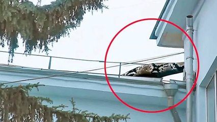 巨大カエルを生きたまま丸呑みするヘビ