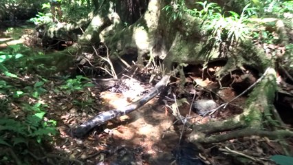 Camp Canopée, reflets d'eau