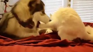 Funny Videos Cats and Dogs Best compilation 2015. P1