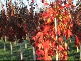Sunset Red Maple Trees From Bucks County