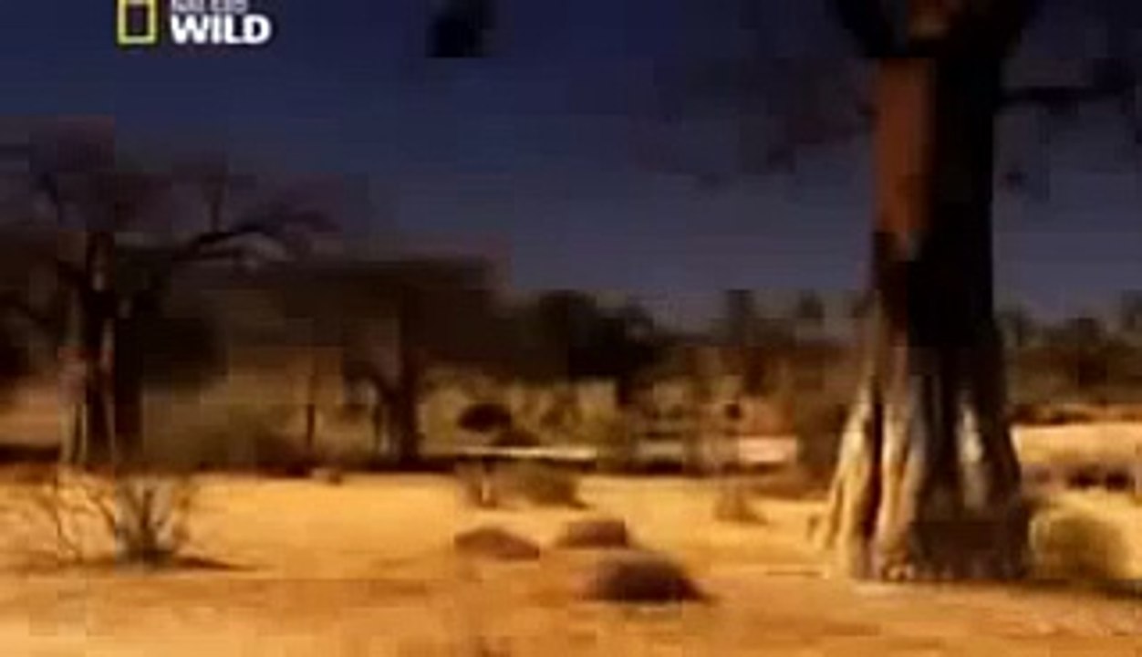 New Lion Documentary || New Lion Attacks 2014 || HD