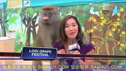 ◈유흥◎정보-【밤포유】ＢＡＭ４Ｕ１.ⓒⓞⓜ생방송으로 업소정보도 다 모여있는곳