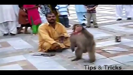 Monkey Funny Dance - Funniest Monkey eVER