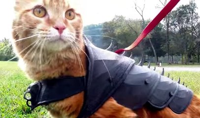 Learn How to 3D Print Armor For Your Cat
