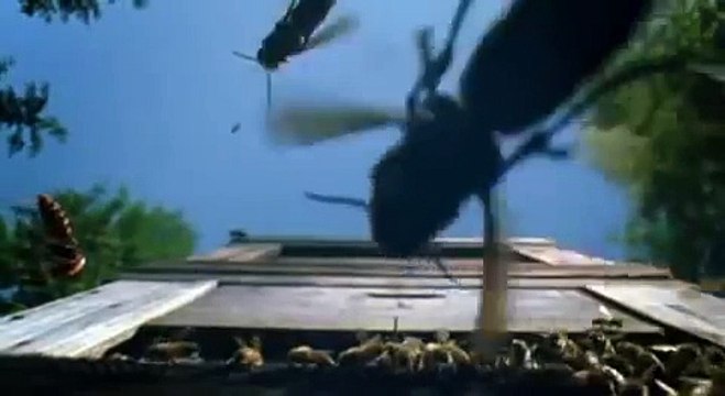 30 Japon arısı 30 bin bal arısını katlediyor