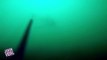 Diver Spots Great White Shark | Jaws IRL
