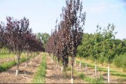 Non Fruiting Flowering Plum Trees at HH Farm