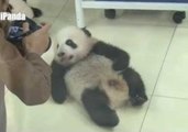 Cuddly Panda Baby Loves the Camera