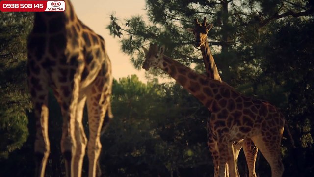 Kia Vũng Tàu Kia Sedona 2016 - 0938 508 145