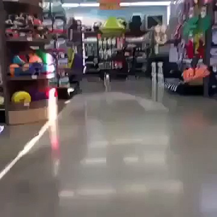 Funny Vines   Dog Loves His New Shoes