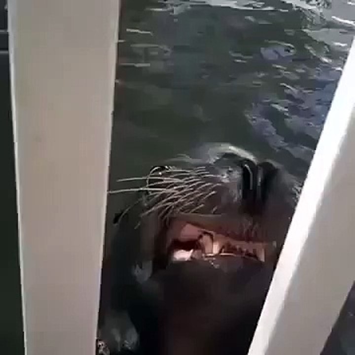 Funny Vines   Speak