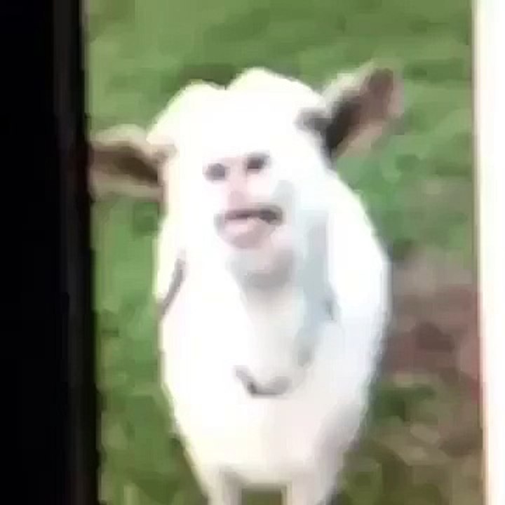 Short Funny Vine
