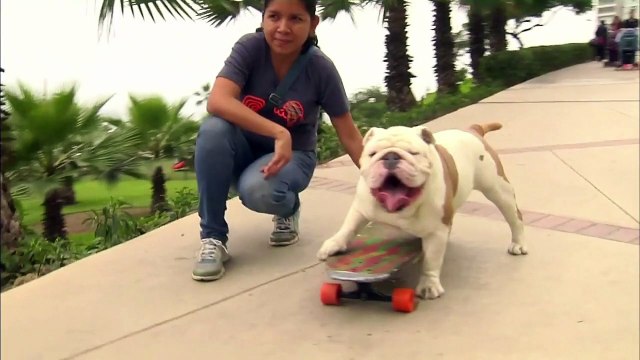 Perro peruano bate record Guinness sobre patinete