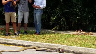 Snakes from the wild in University - Cobra vs python Singapore