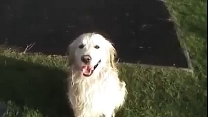 Dog playing on the slide - YouTube
