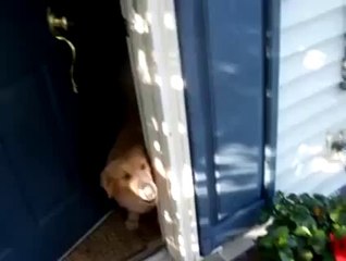 Dog Welcoming Soldier Home - YouTube