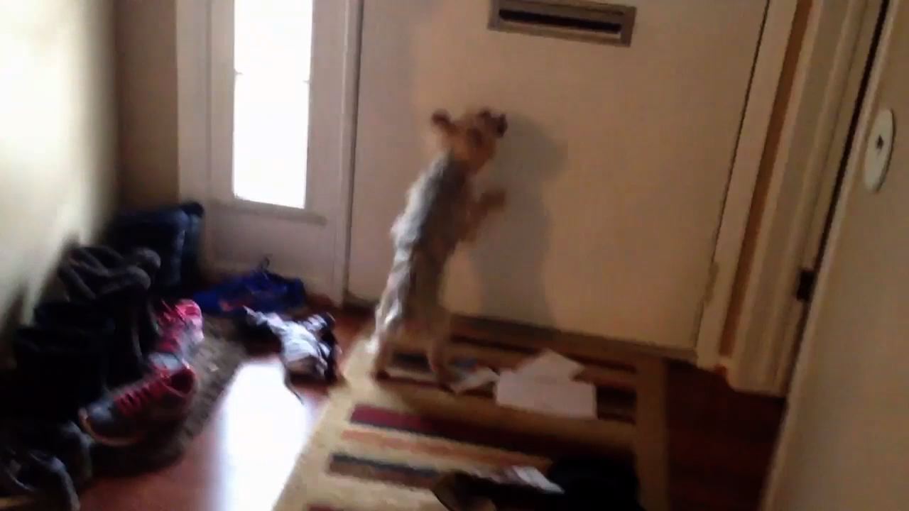 Dog Attacks The Mail Slot