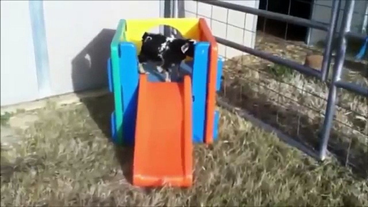 Funny Cat Videos, Funny Dog Videos, Best Funny Animals 20143