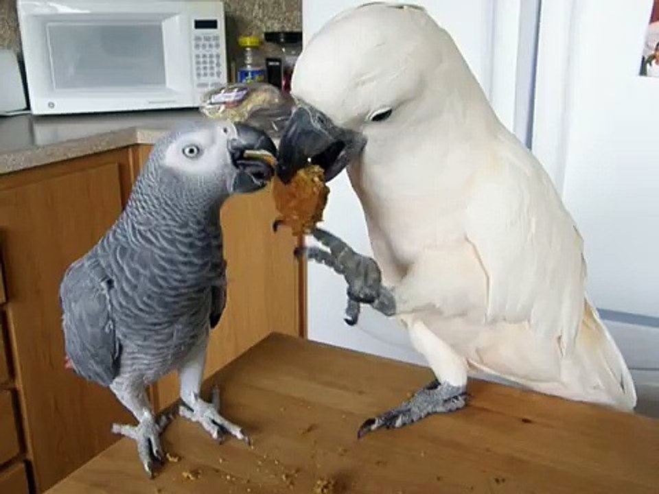 You WILL eat the cookie!!!