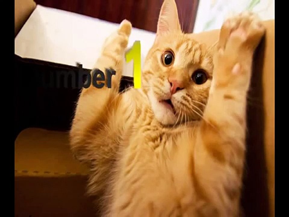 Best Funny Videos Cat Dogs 0282