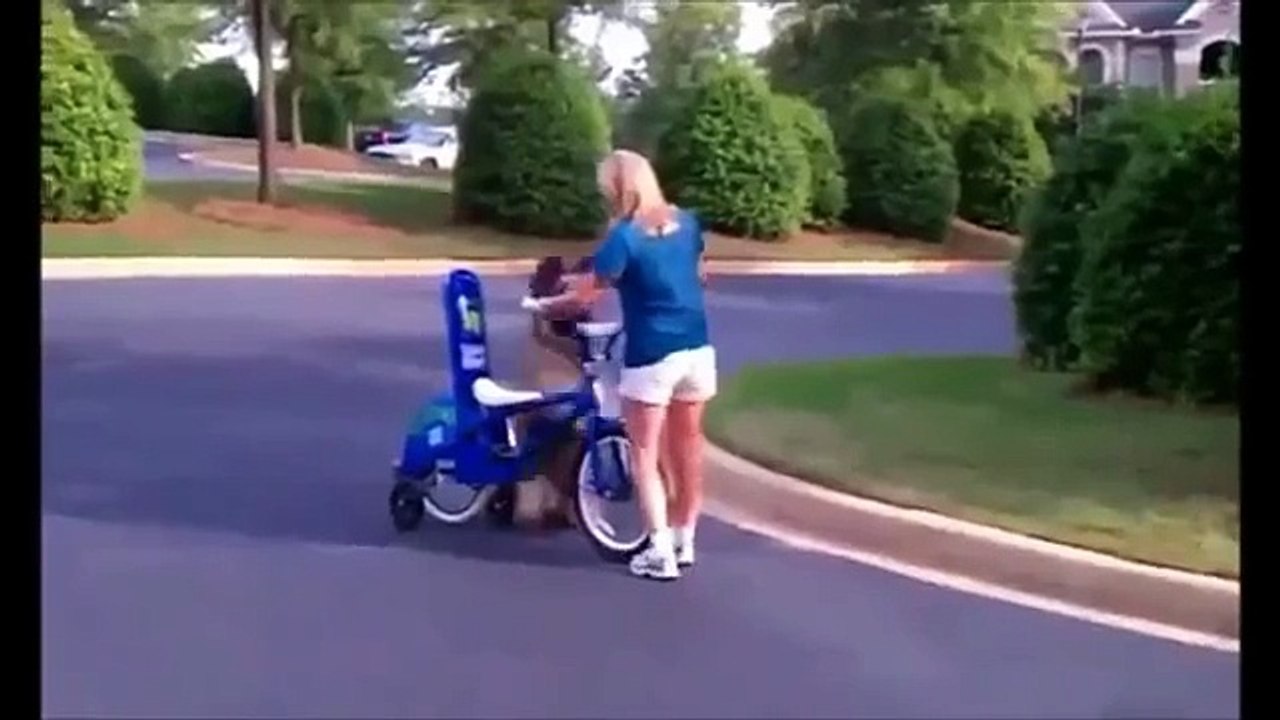 Funny Cat Videos, Funny Dog Videos, Best Funny Animals 201410