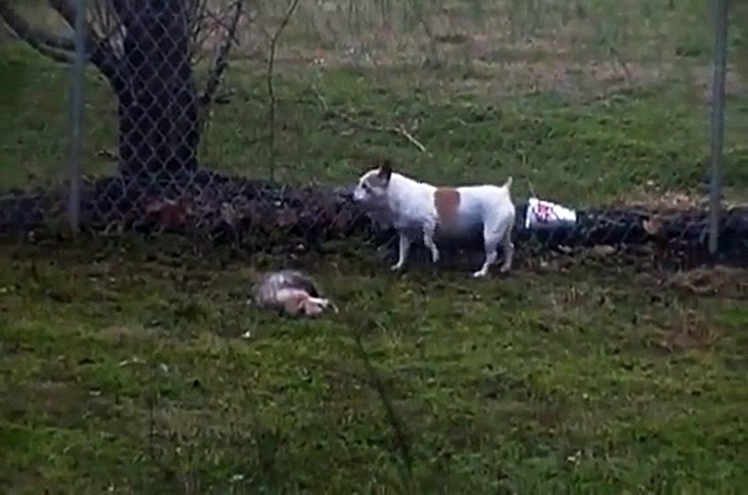 Possum Playing Dead