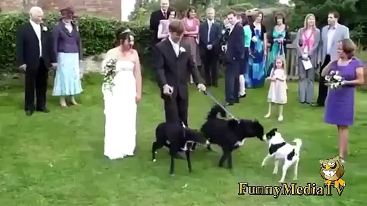 Funny Videos   Fail Compilation, Funny Pranks and Funny Cats Videos   New Funny Video 2