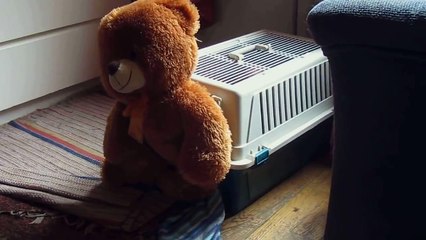 Ce chien semble particulièrement décidé à faire rentrer cet animal en peluche dans son lit