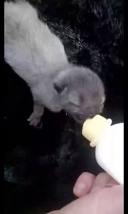 Un Chaton Nouveau-Né Rampant Au Bord De La Route Est Sauvé Par L'Amour