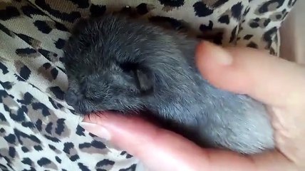 Le petit ronronnement de Bruce!!!