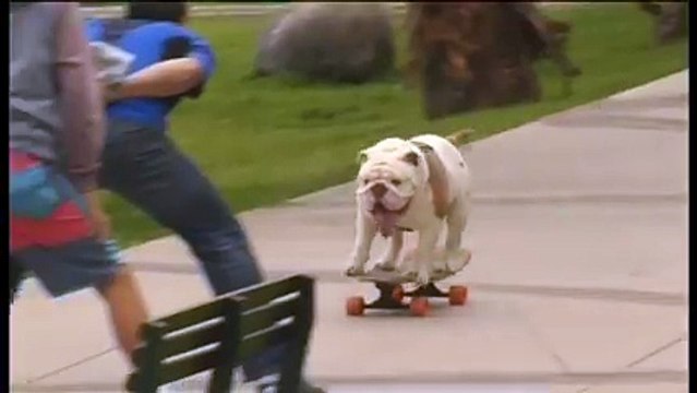 Otto the bulldog has broken the world record for skateboarding through the longest human tunnel
