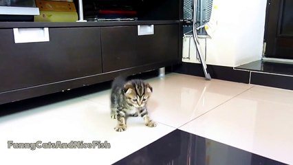 Un Scottish Fold est aussi agile qu'un ninja!