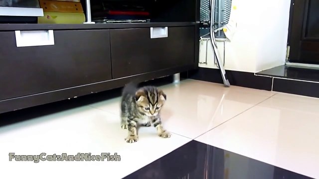 Un Scottish Fold est aussi agile qu'un ninja!