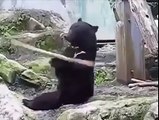 Kung Fu Bear Best Video