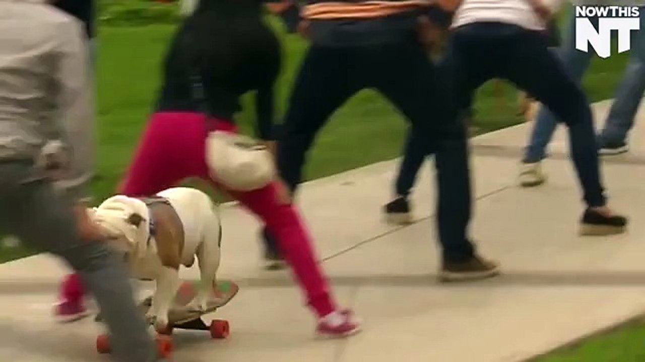 Skateboarding dog breaks