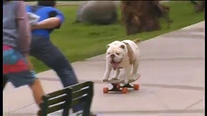 skate bulldog going through human tunell
